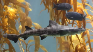 Leopard shark among kelp. Species context, not the animal photographed in the Busan encounter.