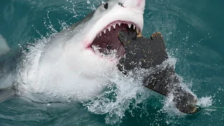 Great white shark striking a seal-shaped research decoy. The object is a decoy, not a live seal.