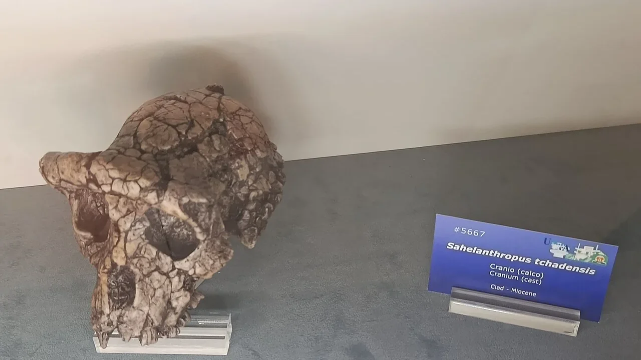 Cast of a Sahelanthropus tchadensis cranium at the Chieti Museum. Skull context, not the femur studied for walking evidence.