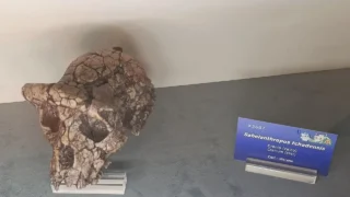 Cast of a Sahelanthropus tchadensis cranium at the Chieti Museum. Skull context, not the femur studied for walking evidence.