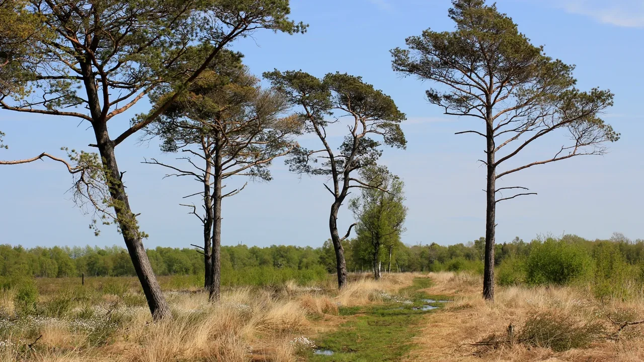 Svanemosen peat bog in Denmark, providing landscape context for bog preservation.