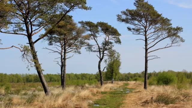 Svanemosen peat bog in Denmark, providing landscape context for bog preservation.