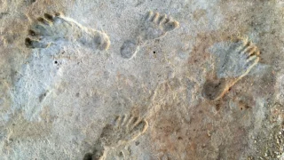 Fossil human footprints preserved in sediment at White Sands National Park.